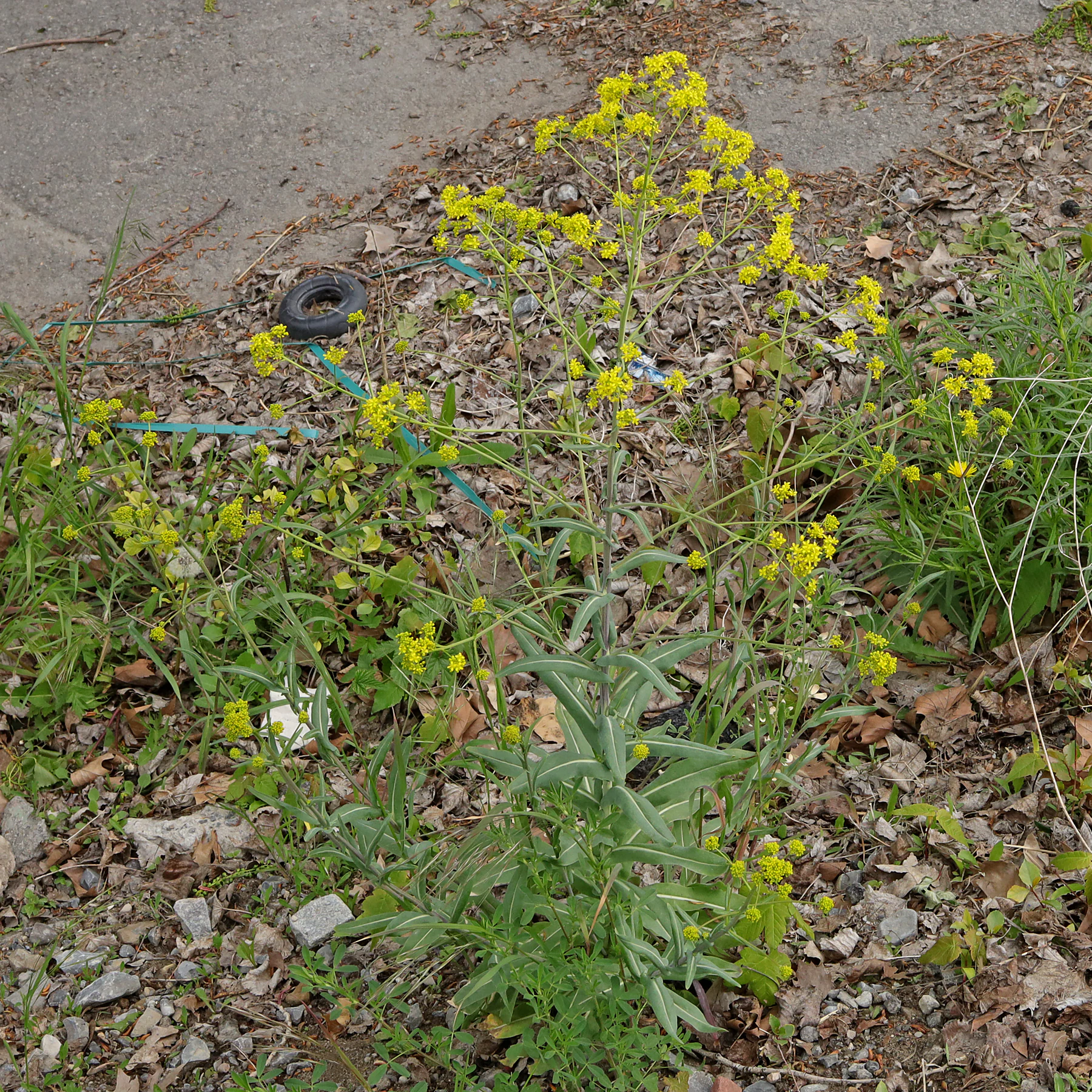 Isatis tinctoria junto a la carretera