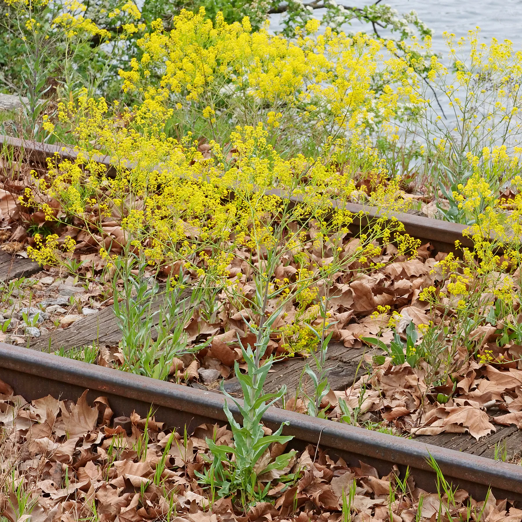 Isatis tinctoria terraplén de ferrocarril