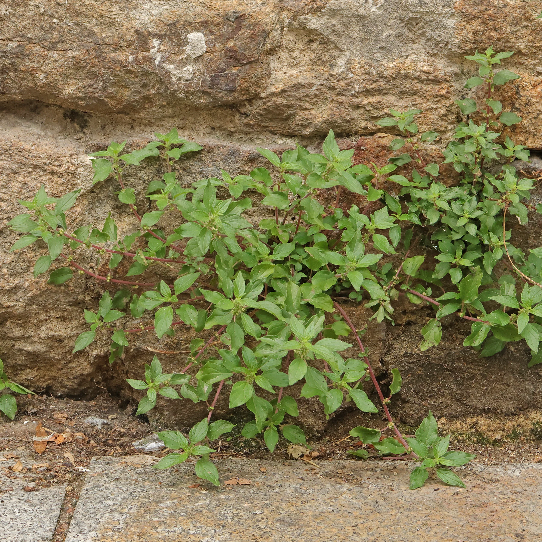 Parietaria judaica en un muro