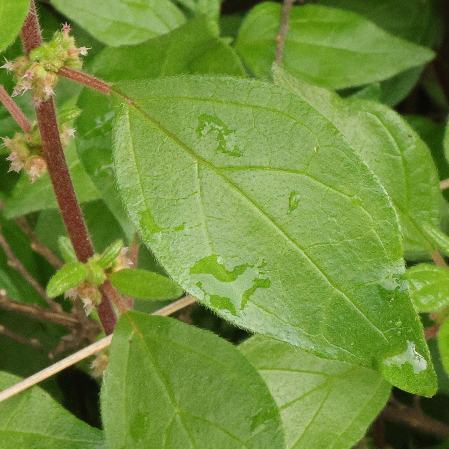 Parietaria judaica hoja