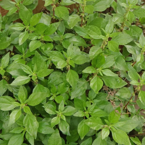 Parietaria judaica hojas