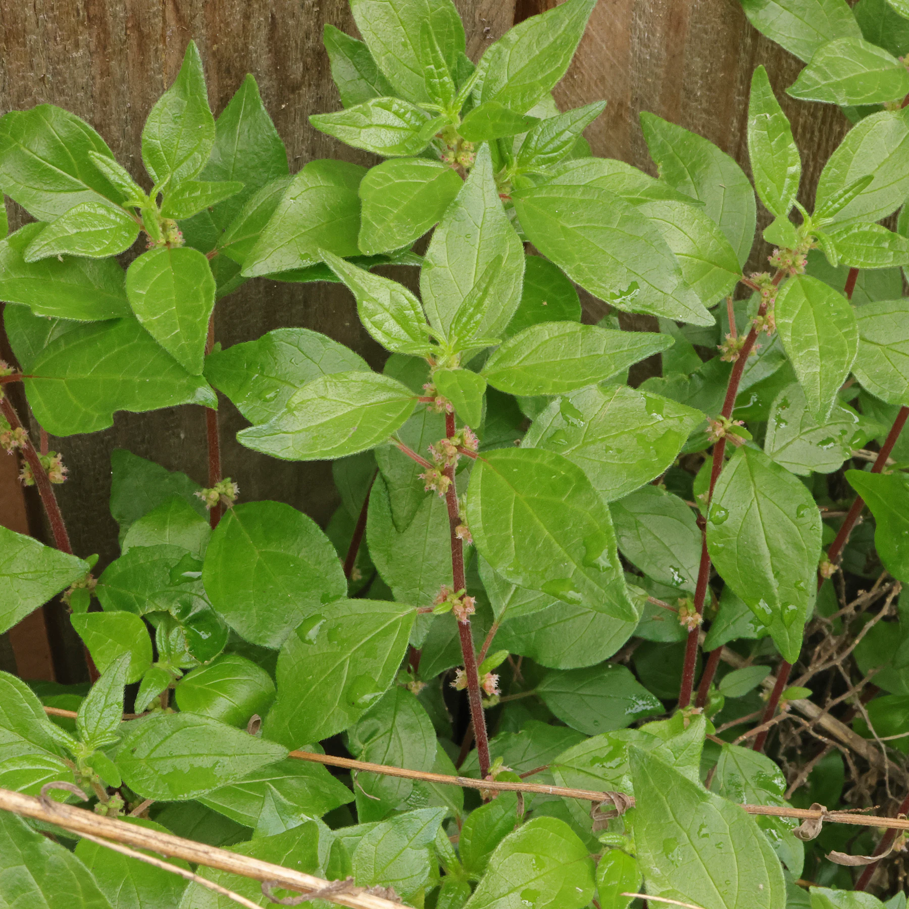 Parietaria judaica pelosilla