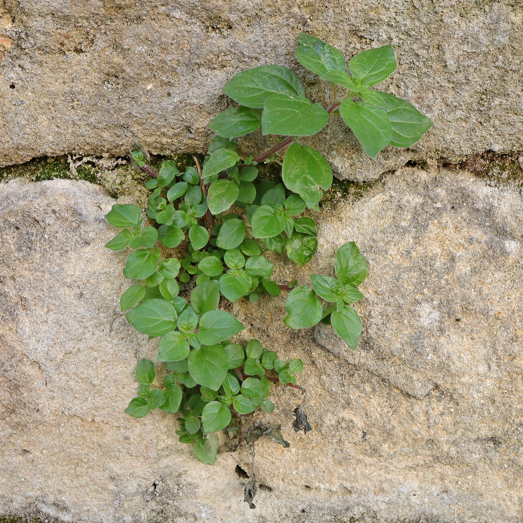 Pelosilla en un muro