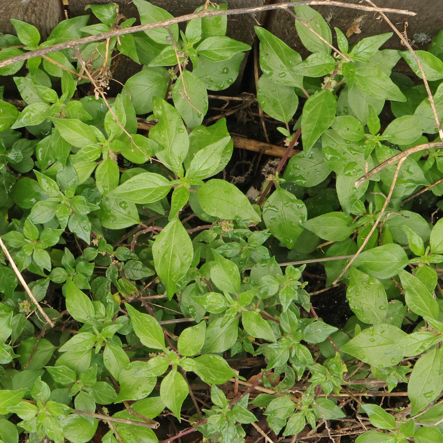 Pelosilla hojas