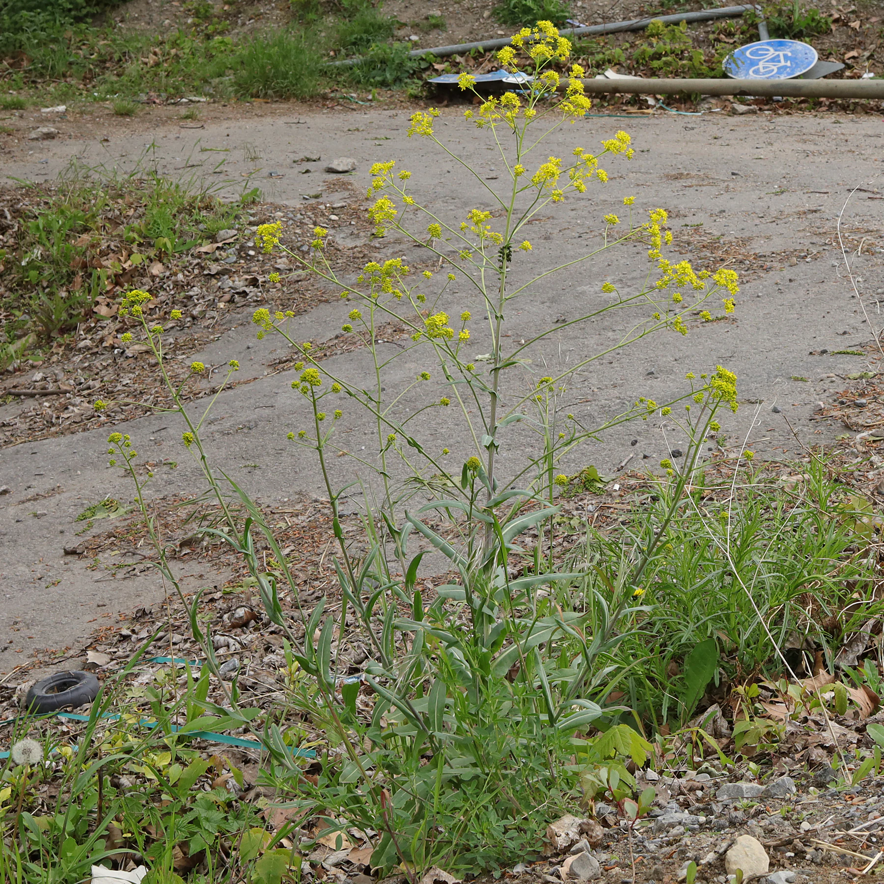 habito Isatis tinctoria