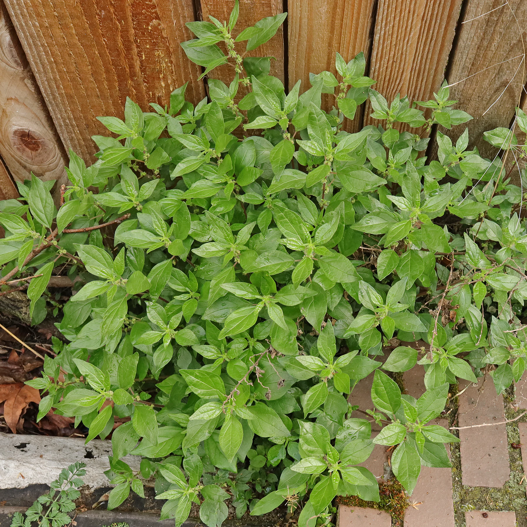 habito Parietaria judaica