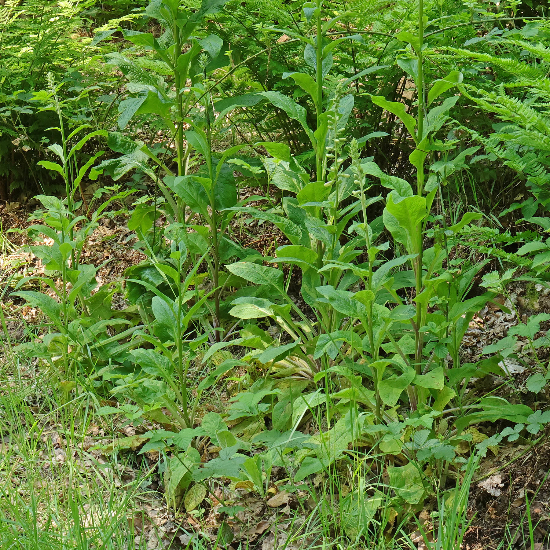 habito dedalera