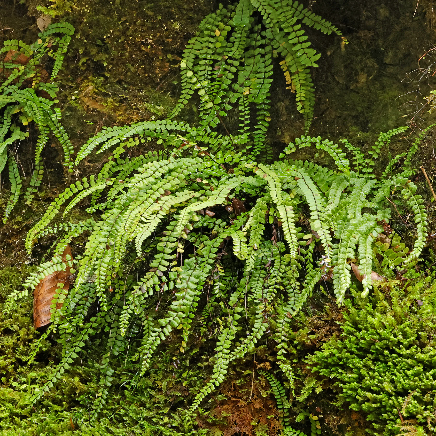 Asplenium trichomanes