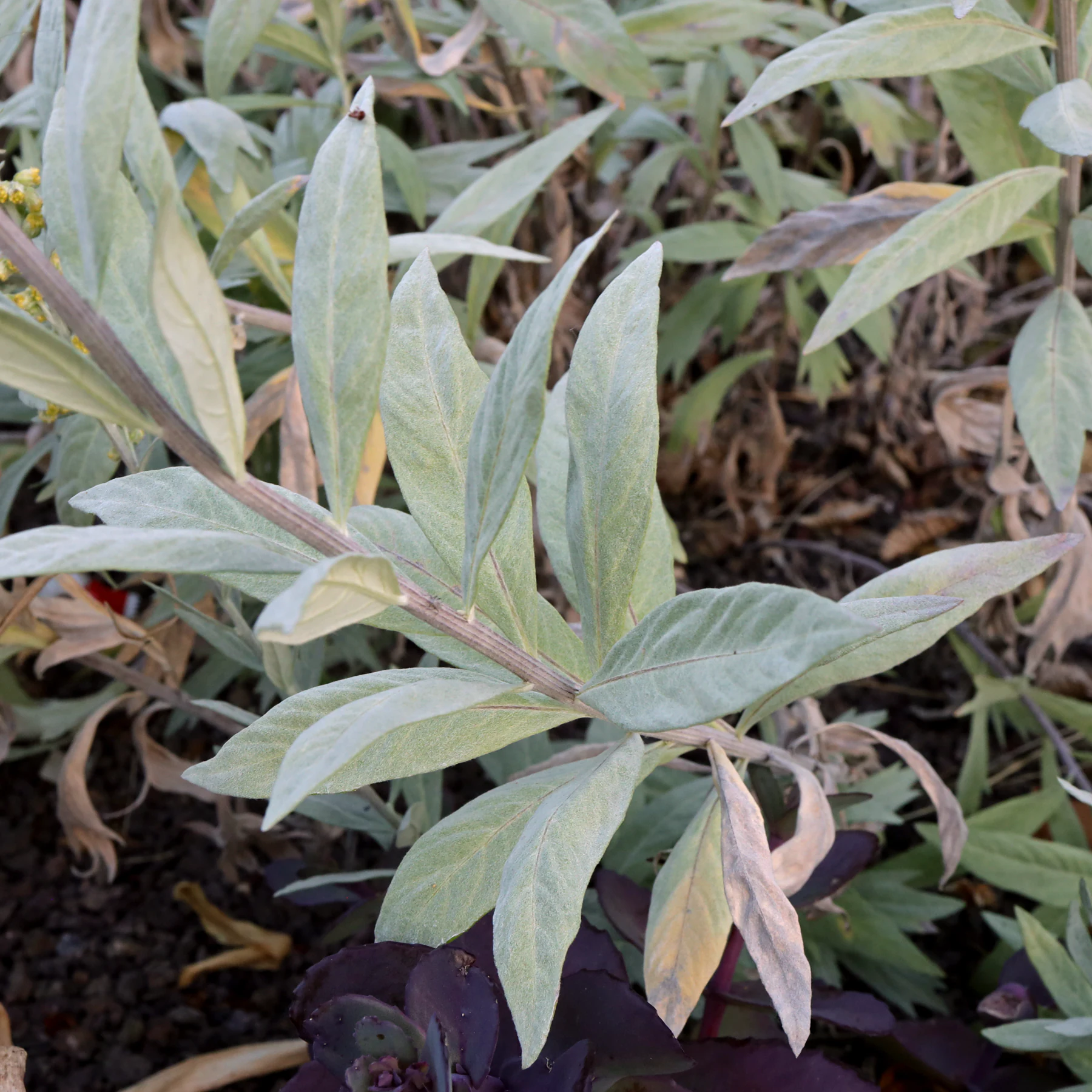 Artemisia ludoviciana