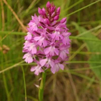 Anacamptis pyramidalis